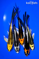 PACK OF (5) 4-5" BUTTERFLY KOI