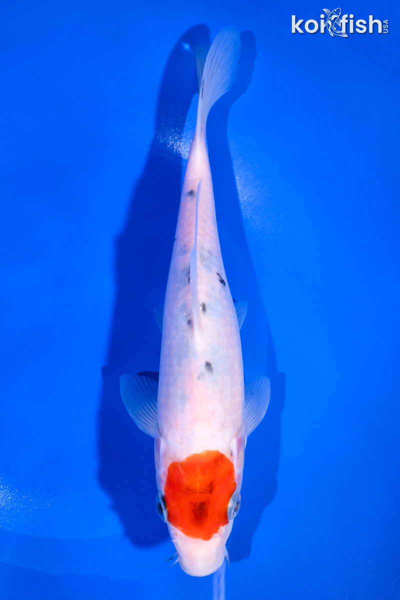 9" TANCHO SANKE