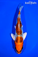 6.75" KUJAKU