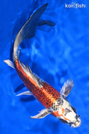 8" BENI GINGA BUTTERFLY