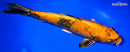 10.75" KIN HI UTSURI