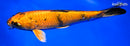 10.75" KIN HI UTSURI