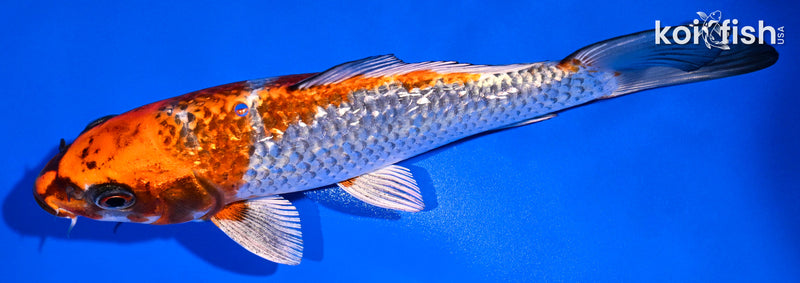 7.25" GINRIN KUJAKU