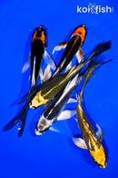 PACK OF (5) 4-5" BUTTERFLY KOI