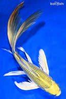 8.25" KI MATSUBA BUTTERFLY