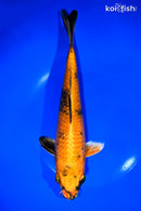 10.75" KIN HI UTSURI