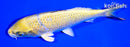 7.25" KI MATSUBA