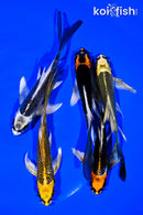 PACK OF (5) 4-5" BUTTERFLY KOI