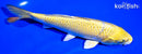 7.25" KI MATSUBA