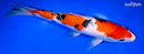 10.75" SANKE