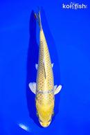 7.25" KI MATSUBA