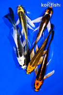 PACK OF (5) 4-5" BUTTERFLY KOI