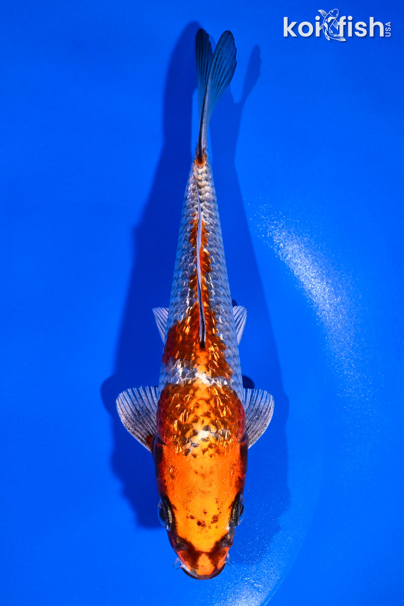 7.25" GINRIN KUJAKU