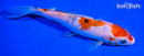 7.25" SANKE