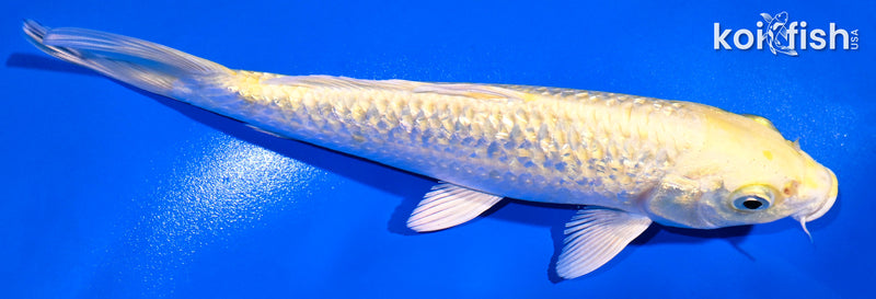 7.25" GINRIN YAMABUKI OGON