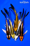 PACK OF (5) 4-5" BUTTERFLY KOI