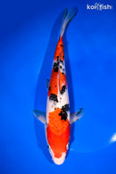 10.75" SANKE