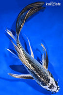 8" GIN MATSUBA BUTTERFLY