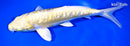 10.25" GINRIN DOITSU YAMABUKI OGON