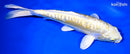 10.25" GINRIN DOITSU YAMABUKI OGON