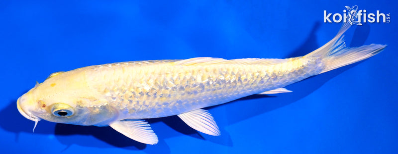 7.25" GINRIN YAMABUKI OGON