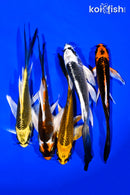PACK OF (5) 4-5" BUTTERFLY KOI