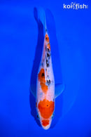 7.25" SANKE