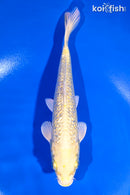 7.25" GINRIN YAMABUKI OGON