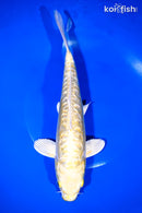 10.25" GINRIN DOITSU YAMABUKI OGON