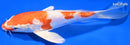 7.25" KIKUSUI BUTTERFLY