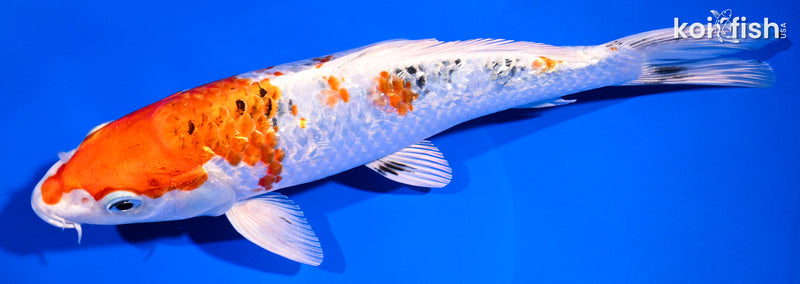 8.25" YAMATO NISHIKI