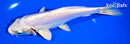7.5" LEATHER PLATINUM OGON