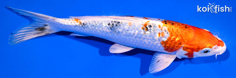 8.25" YAMATO NISHIKI