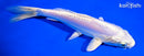 7.5" LEATHER PLATINUM OGON