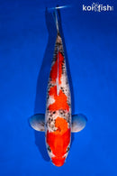 15.5" GOSHIKI