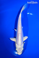 7.5" LEATHER PLATINUM OGON