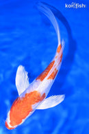 7.25" KIKUSUI BUTTERFLY