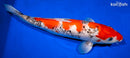 15.5" GOSHIKI