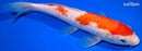 9.5" DOITSU KOHAKU