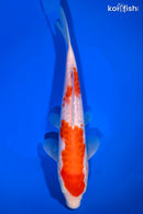 9.5" DOITSU KOHAKU