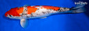 15.5" GOSHIKI