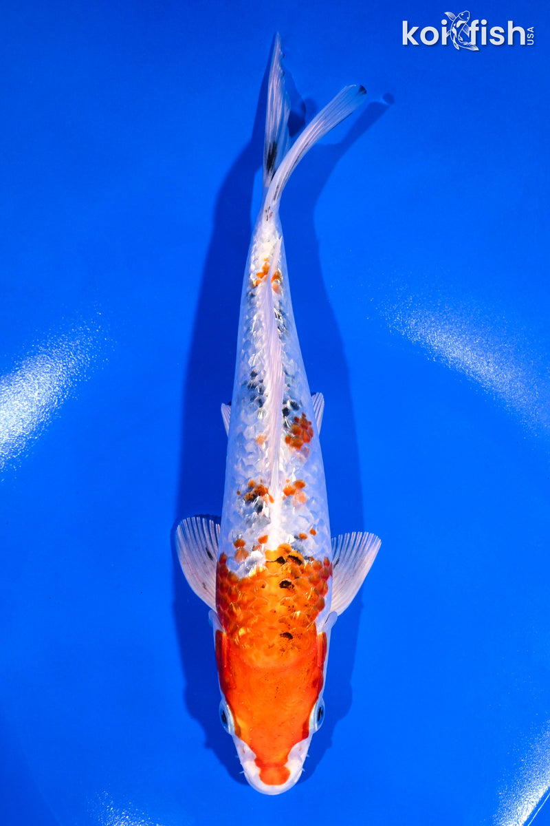 8.25" YAMATO NISHIKI