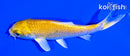 4.25" YAMABUKI OGON