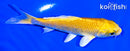 4.25" YAMABUKI OGON