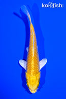 4.25" YAMABUKI OGON