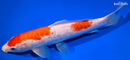 9.5" DOITSU KOHAKU