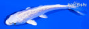 4.25" GINNRIN PLATINUM OGON