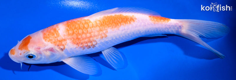 8.75" KOHAKU
