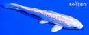4.25" GINNRIN PLATINUM OGON