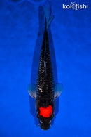 13" TANCHO GOSHIKI